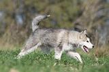 ALASKAN MALAMUTE 111
